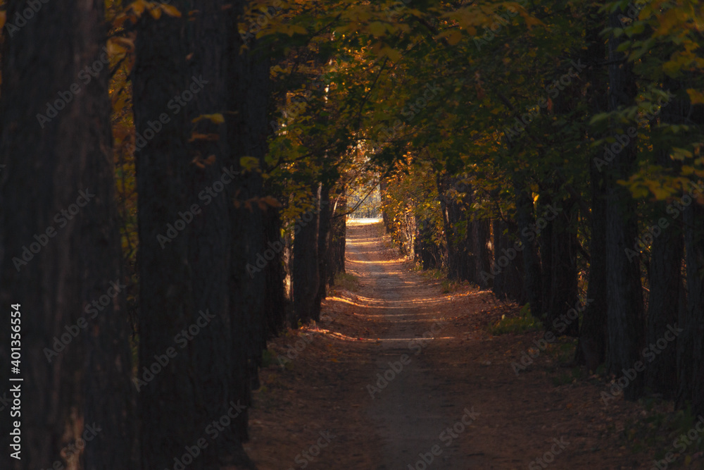 Obraz premium a narrow path in the autumn forest