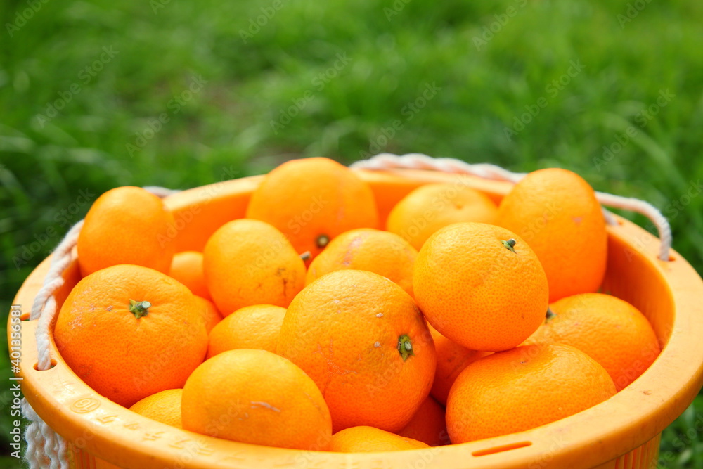 ミカン農家の収穫風景