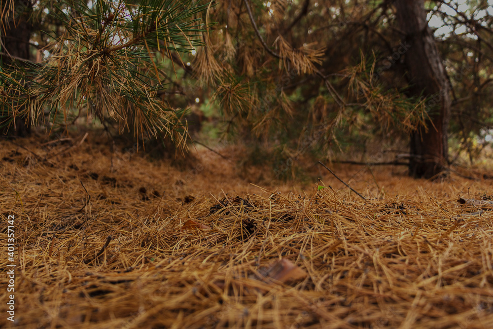 Fototapeta premium carpet of coniferous needles in the autumn forest