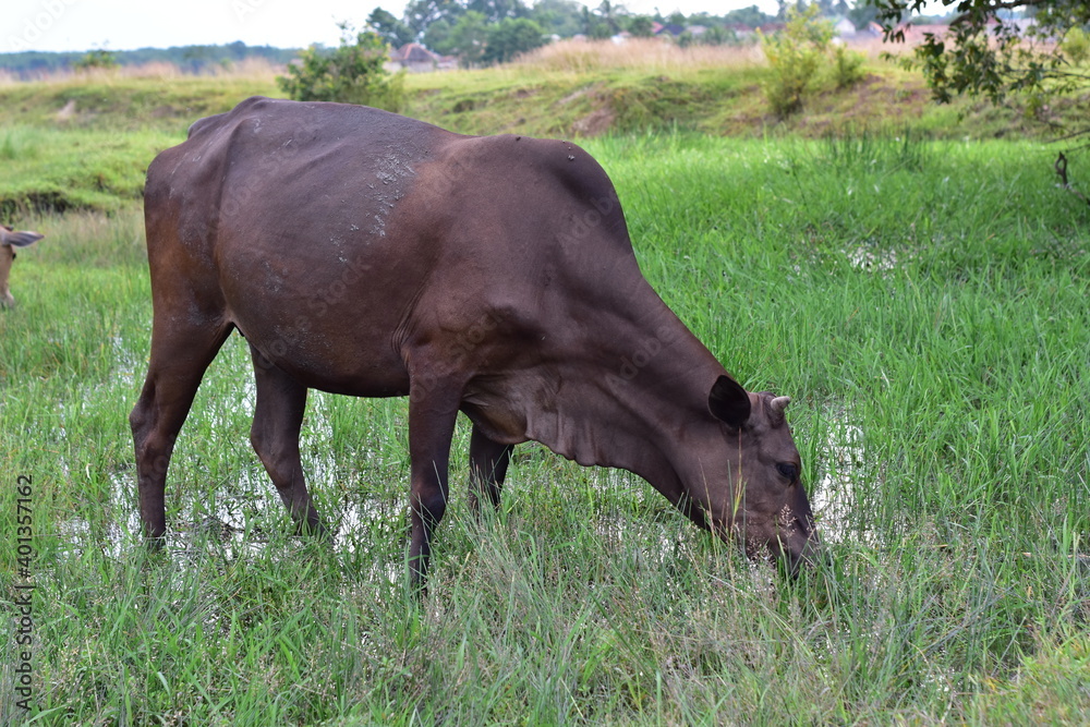 Black cow standing in green field with tall grass and eating grass at farmland in Indonesia Black cow standing in green field with tall grass and eating grass at farmland in Indonesia