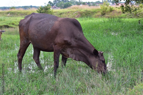 Black cow standing in green field with tall grass and eating grass at farmland in Indonesia