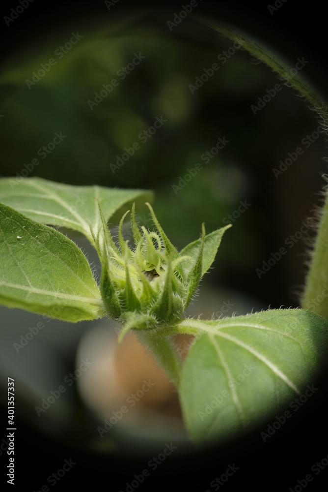 Closeup of Lemon Sunflower in the garden. Closeup of Lemon Sunflower in the garden.