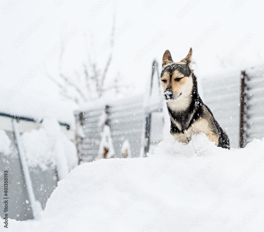 Naklejka premium Funny cute mixed breed dog playing in the snow in the backyard