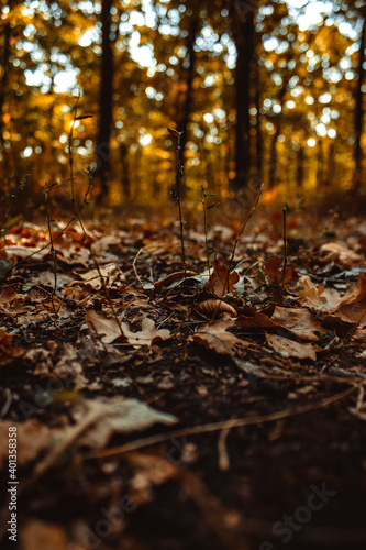 small tree sprouts on the background of the autumn forest