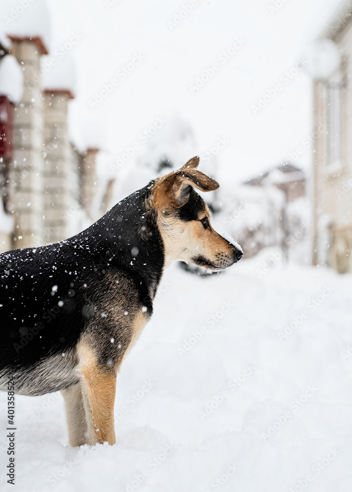 Portrait of adorable mixed breed dog playing in the snow in the backyard Portrait of adorable mixed breed dog playing in the snow in the backyard
