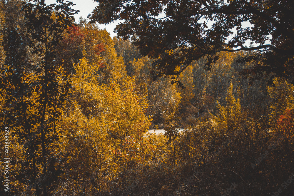 Fototapeta premium lake in the autumn forest