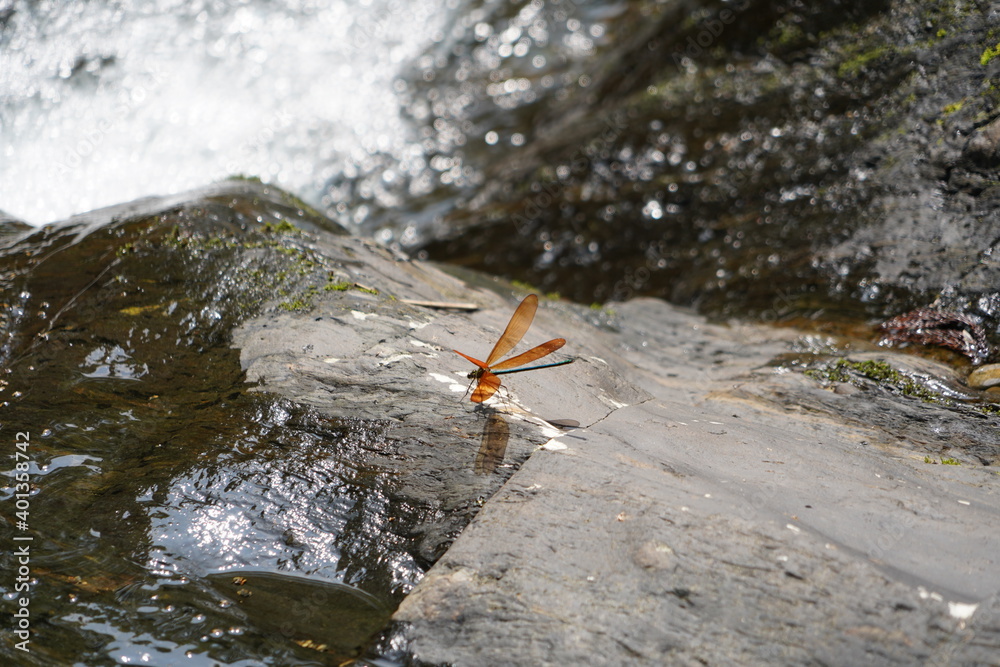 Fototapeta premium 清流とトンボ (滋賀県高島市朽木）