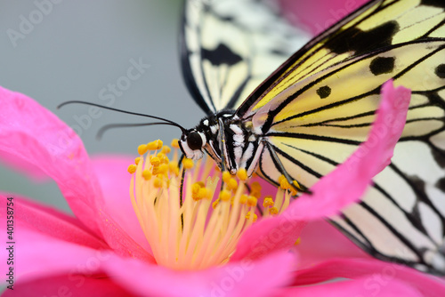 Tropical colorful butterfly among camellia