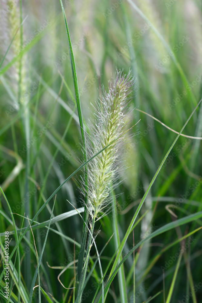 Fountain grass Hameln