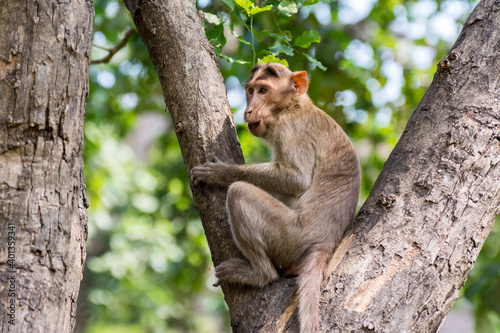 An Indian monkey (Indian macaques, bonnet macaques) sitting at tree branch with funny expression
