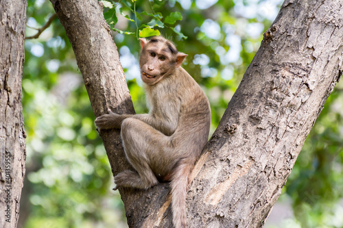 An Indian monkey (Indian macaques, bonnet macaques) sitting at tree branch with funny expression