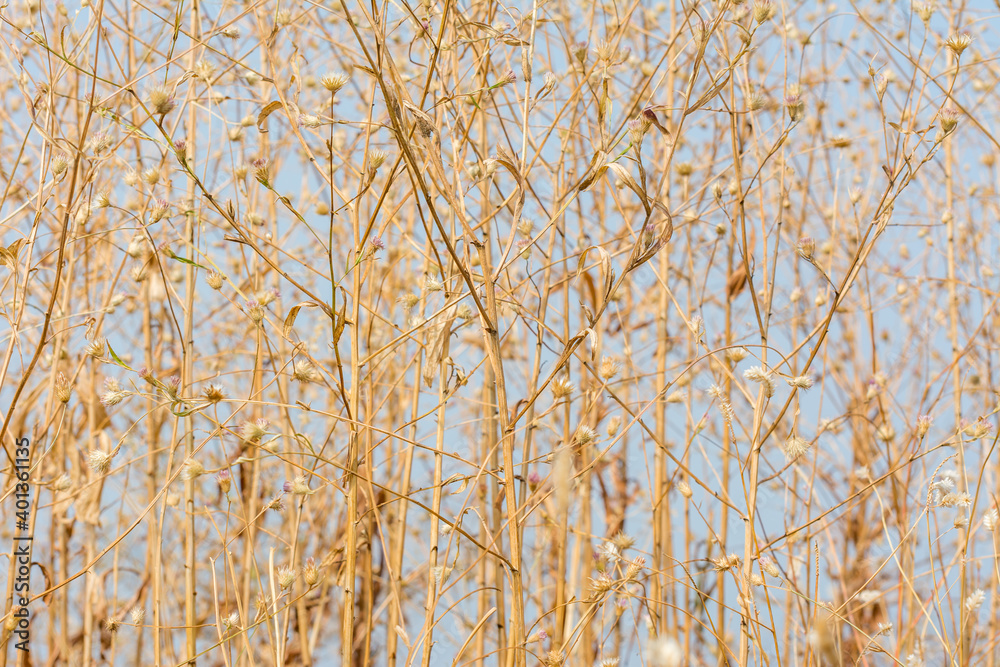 Fototapeta premium Dry grass flowers in autumn on the top of mountains of Sanjay Gandhi National Park, Mumbai, India