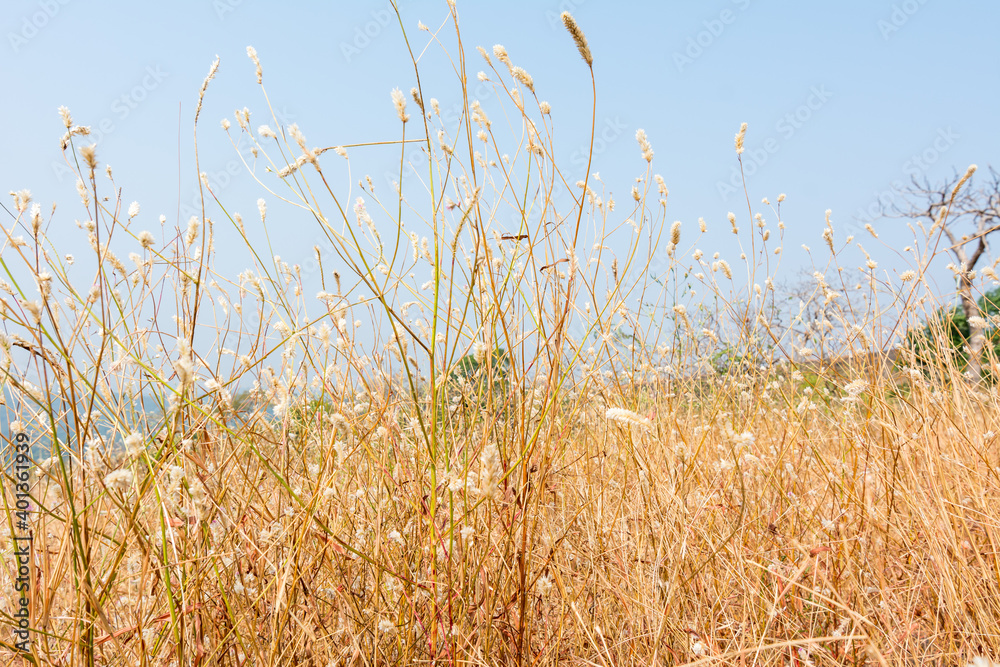 Fototapeta premium Dry grass flowers in autumn on the top of mountains of Sanjay Gandhi National Park, Mumbai, India
