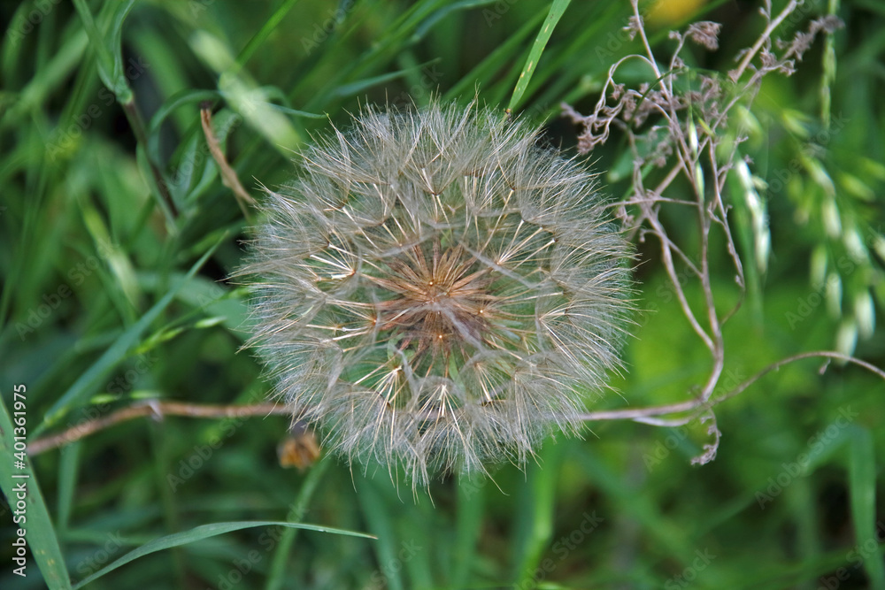 Flugsamen