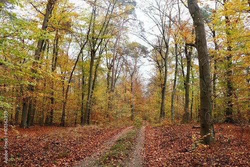 Viernheimer Herbstwald © Christian
