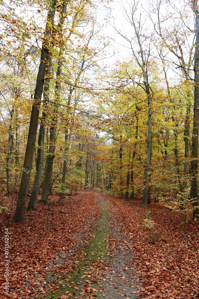 Obraz premium Viernheimer Herbstwald