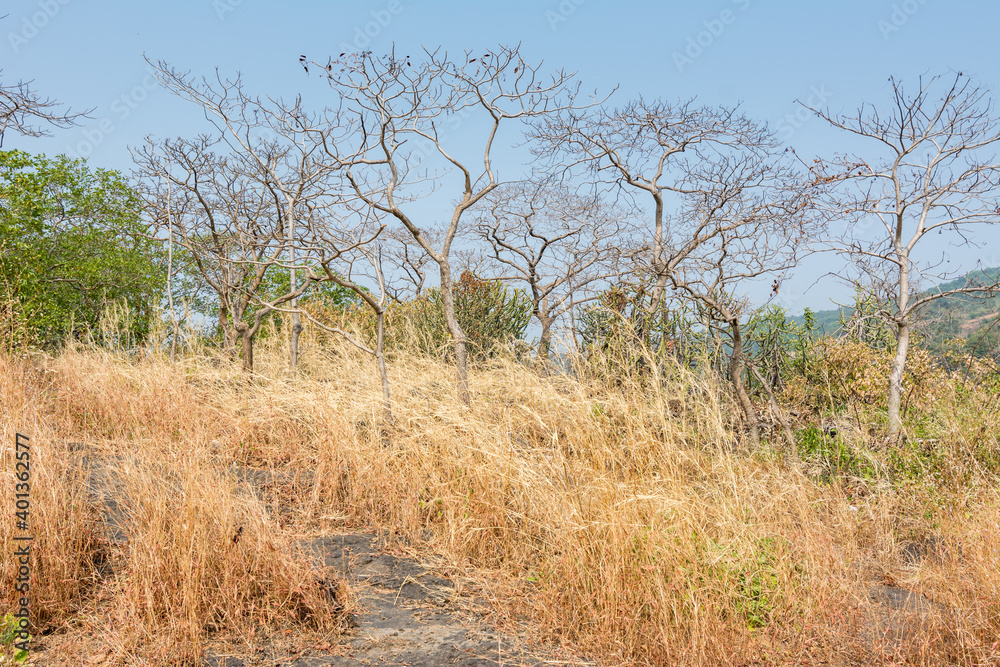 Dry grass flowers  in autumn on the top of mountains of Sanjay Gandhi National Park, Mumbai, India