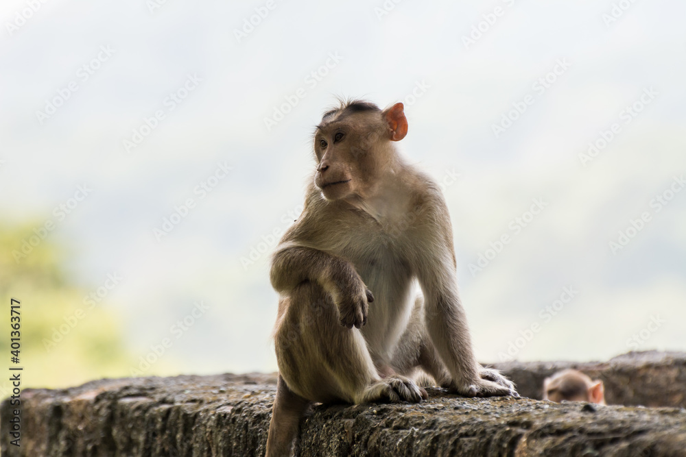 Naklejka premium An Indian monkey (Indian macaques, bonnet macaques) sitting at the roof of an building