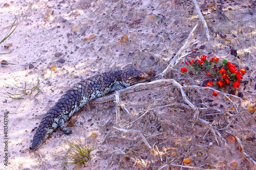 Tiliqua rugosa, the western shingleback or bobtail lizard, with red flowers near Cranbrook in Western Australia, lateral view photo