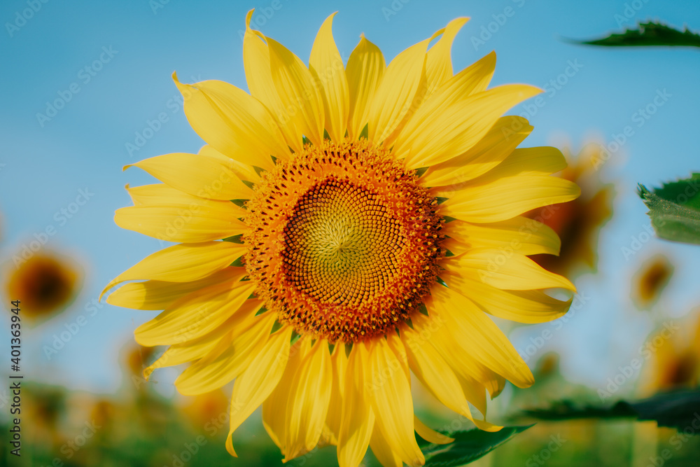 Sunflower natural background. Close up of details of natural sunflower blooming. Sunflower natural background. Close up of details of natural sunflower blooming.