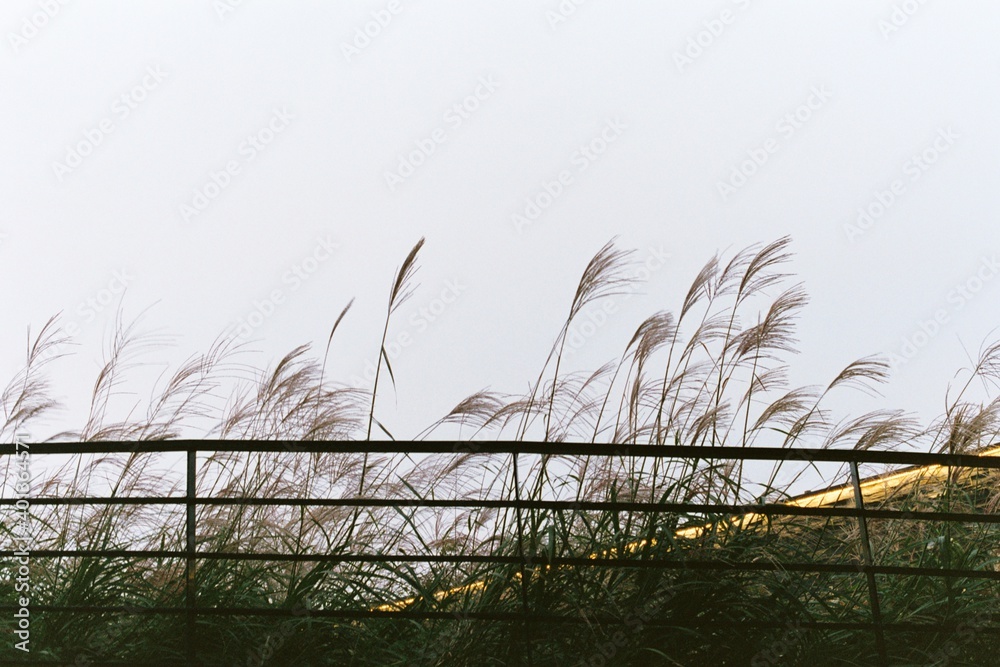 Obraz premium The reeds of Autumn