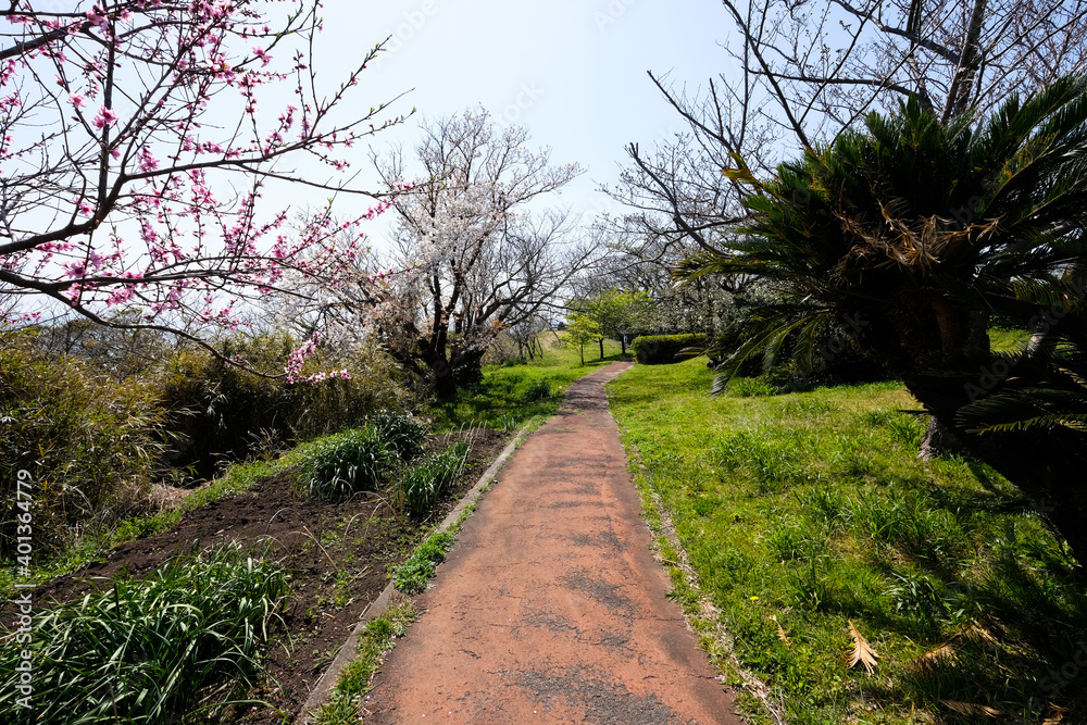 Obraz premium 逗子大崎公園