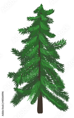 Spruce. Christmas. Vector