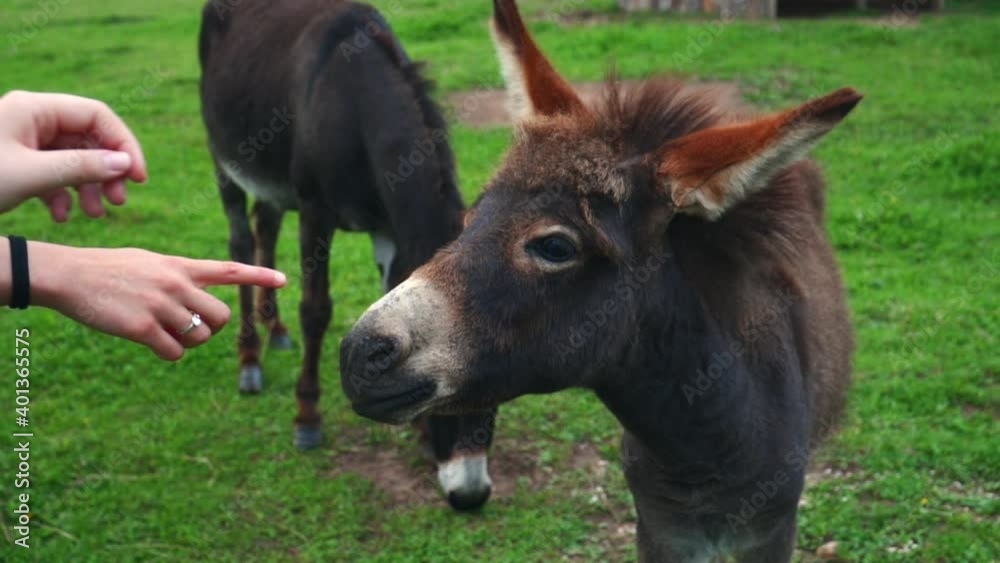 female hands touching gently a cute donkey in slow motion female hands touching gently a cute donkey in slow motion