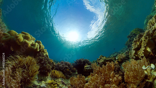 Bilde på lerret Tropical Seascape Underwater Life