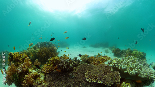 Tropical colourful underwater seascape.The underwater world with colored fish and a coral reef. Philippines.