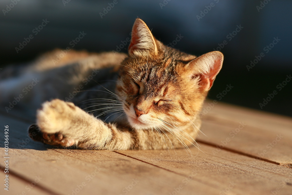 Naklejka premium Cat in the sun 