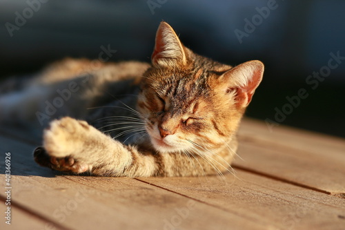 Cat in the sun  © Дмитрий Усык