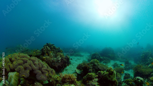Fototapeta Naklejka Na Ścianę i Meble -  Coral reef underwater with tropical fish. Hard and soft corals, underwater landscape. Travel vacation concept. Philippines.