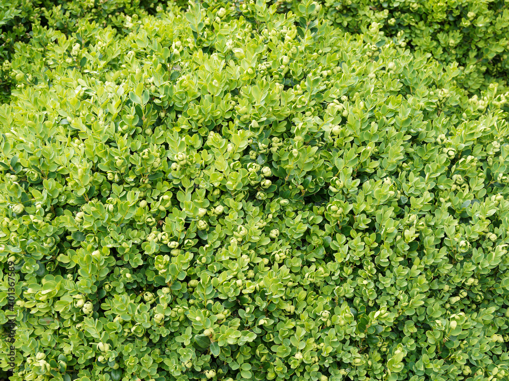 (Buxus sempervirens 'suffruticosa') Buchsbäume oder Einfassungs-Buchsbaum als Zierpflanzen in einem Garten (Buxus sempervirens 'suffruticosa') Buchsbäume oder Einfassungs-Buchsbaum als Zierpflanzen in einem Garten