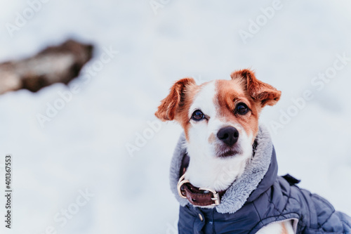 Fototapeta Naklejka Na Ścianę i Meble -  portrait outdoors of a beautiful jack russell dog at the snow wearing grey coat. winter season