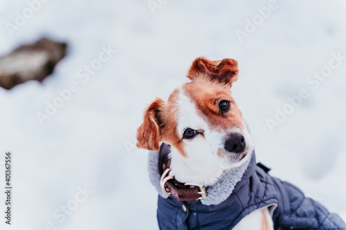 Fototapeta Naklejka Na Ścianę i Meble -  portrait outdoors of a beautiful jack russell dog at the snow wearing grey coat. winter season