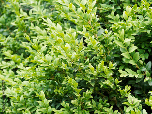 (Buxus sempervirens 'suffruticosa') Buchsbäume oder Einfassungs-Buchsbaum als Zierpflanzen in einem Garten photo