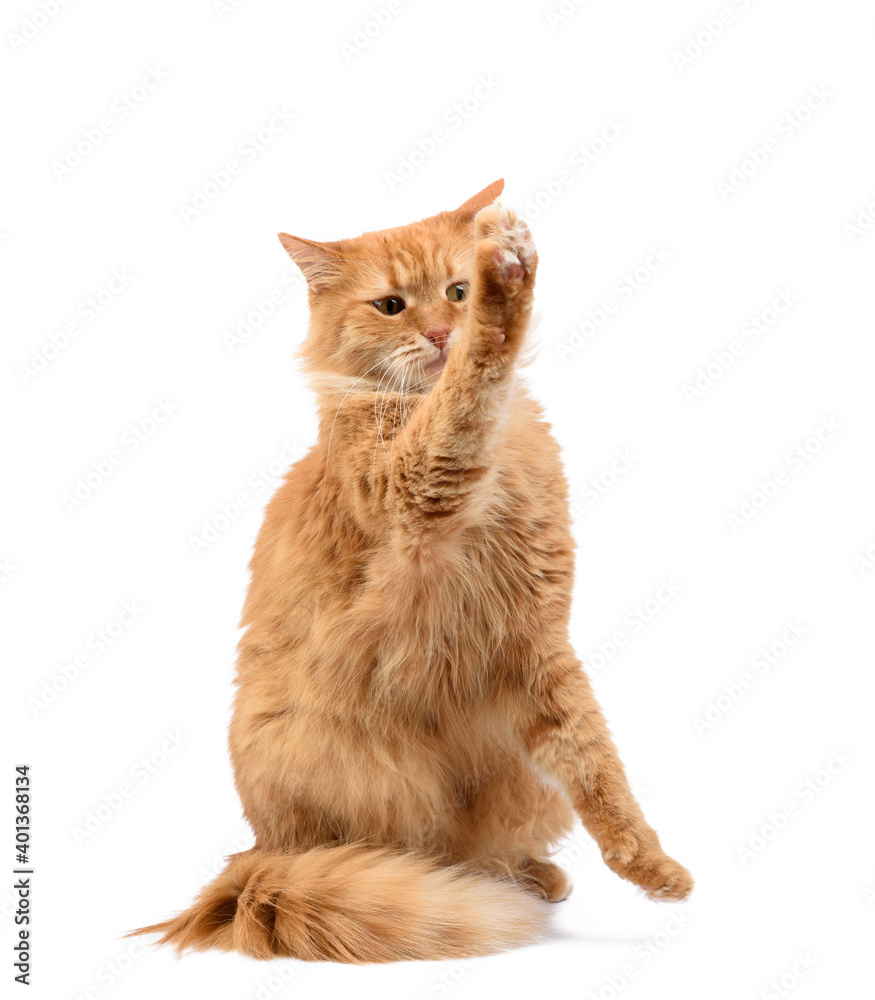 adult fluffy red cat sitting and raised its front paws up, imitation of holding any object