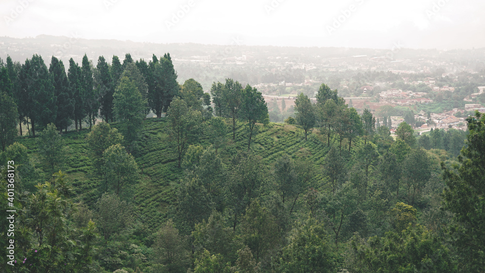 The natural view of the trees from the top of Bogor-Indonesia
