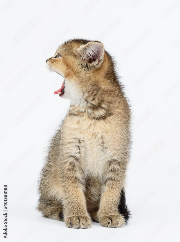 Kitten golden ticked british chinchilla straight sits in front on a white background Kitten golden ticked british chinchilla straight sits in front on a white background