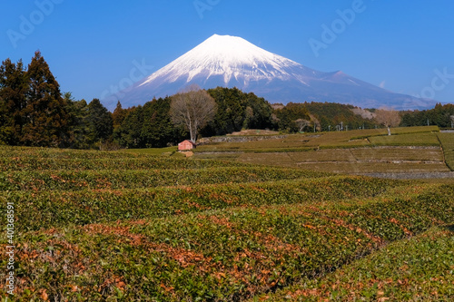 静岡県の茶畑と富士山