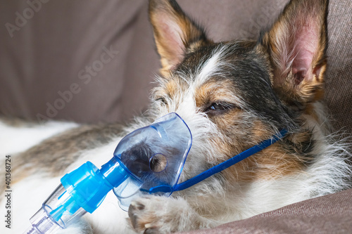 dog in oxygen mask, animal pet diseases, nebulizer inhalation. Close-up photo