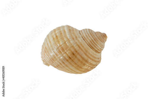 Sea shell front and back isolated on white background.