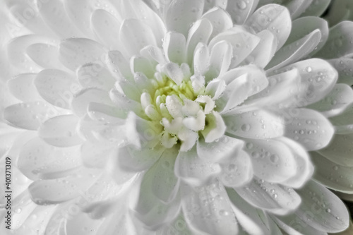 Chrysanthemum flower background with water droplets close up