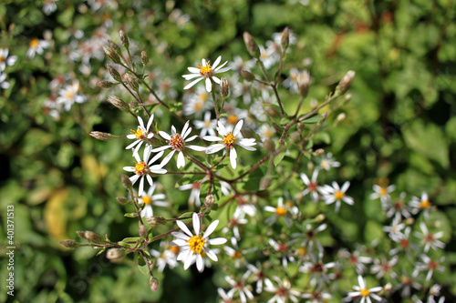 Aster macrophyllus