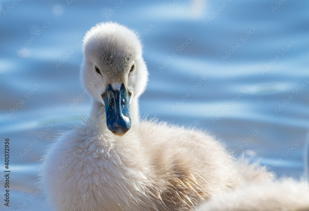 Mute swan, Cygnus olor. Chick swims on the river, close-up