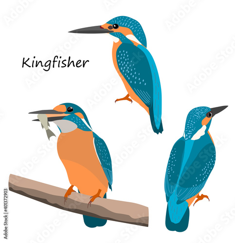 Common kingfisher isolated on white background. Vector illustration set. photo