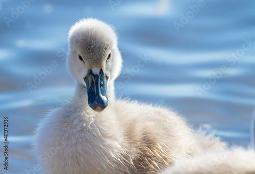 Fotografija Mute swan, Cygnus olor. Chick swims on the river, close-up
