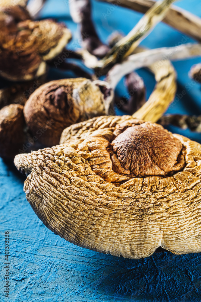 dried Mexican magic mushrooms is a psilocybe cubensis on a pacific Blue bakground. vertical.