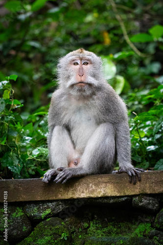 a cute Balinese long-tailed monkey